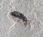Curculionidae sp. LATREILLE 1802 (Rsselkfer) - Bild © FossNet FossilienStore
